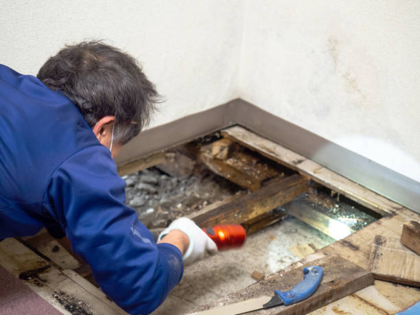 Best Localized Mold Remediation (e.g., coastal areas, humid climates) in Corunna, MI