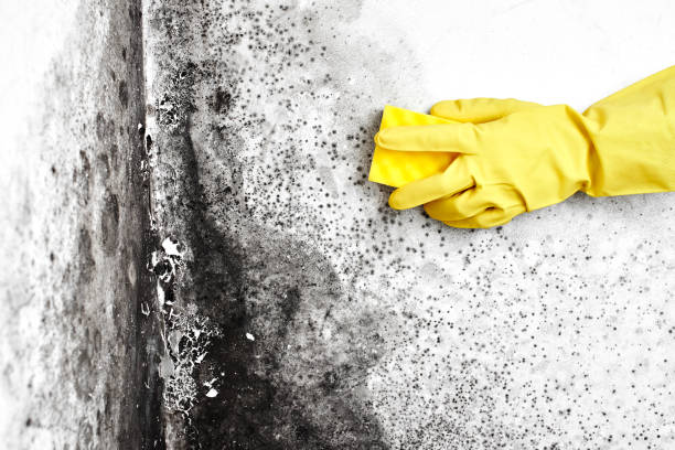 Best Residential Mold Remediation in Corunna, MI