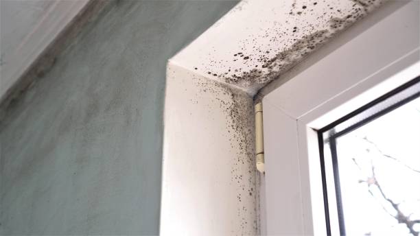 Best DIY Mold Remediation Support Services in Corunna, MI
