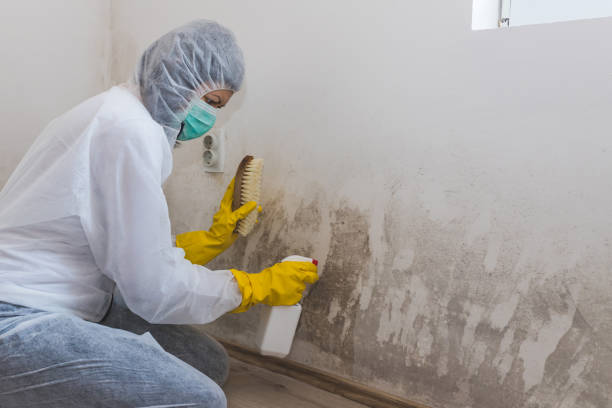 Best Mold Testing and Inspection Services in Corunna, MI