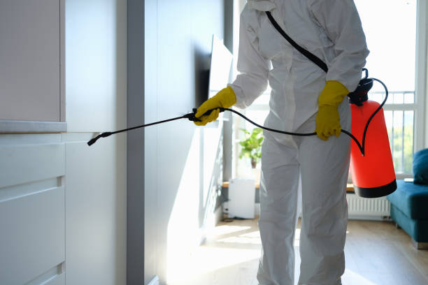 Reliable Corunna, MI Mold Remediation Solutions
