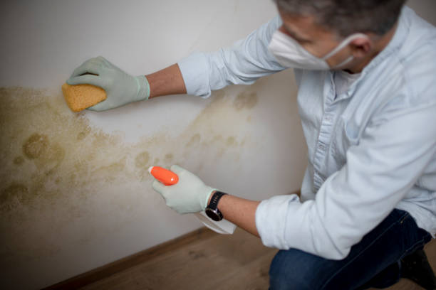 Best Crawl Space Mold Remediation in Corunna, MI
