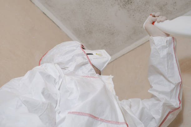 Best Post-Flood Mold Remediation in Corunna, MI